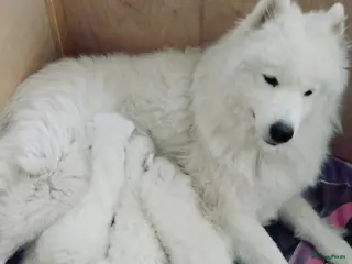 Samojeed honden Samojeed pups in Amsterdam - Advertentie 2