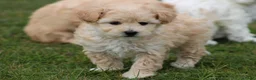 Maltipoo honden te koop: Knappe maltipoo pups. - Advertentie 6