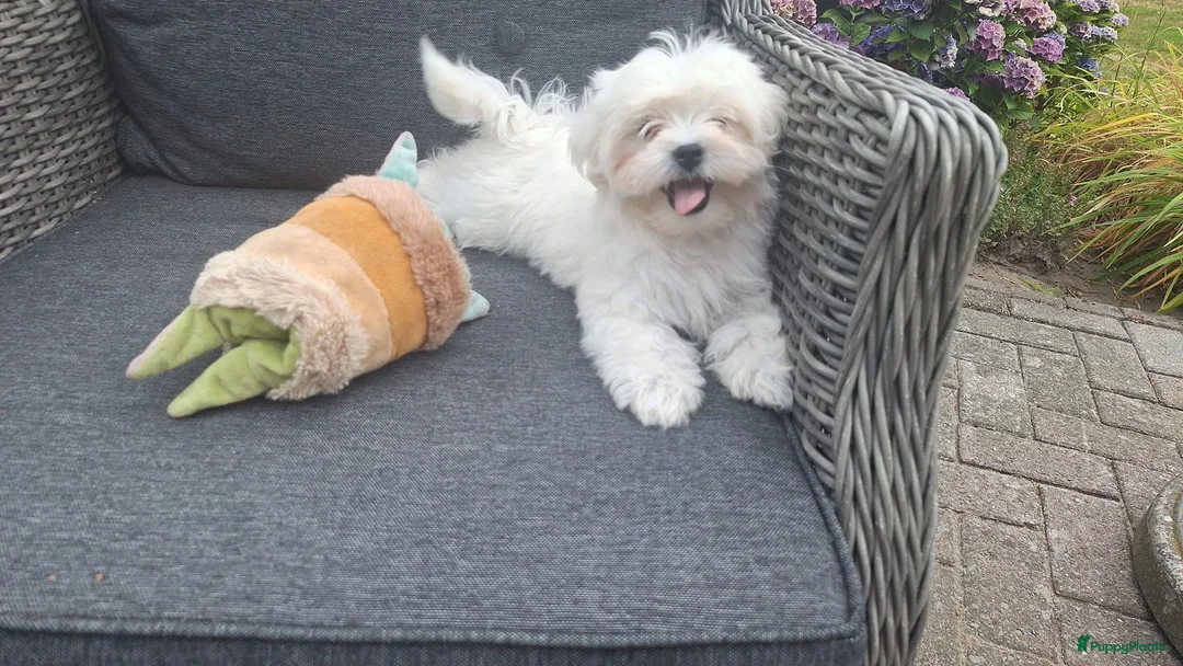 Maltezer honden te koop: Maltezer leeuwtje pup. Rasecht. Ouders aanwezig - Advertentie 12