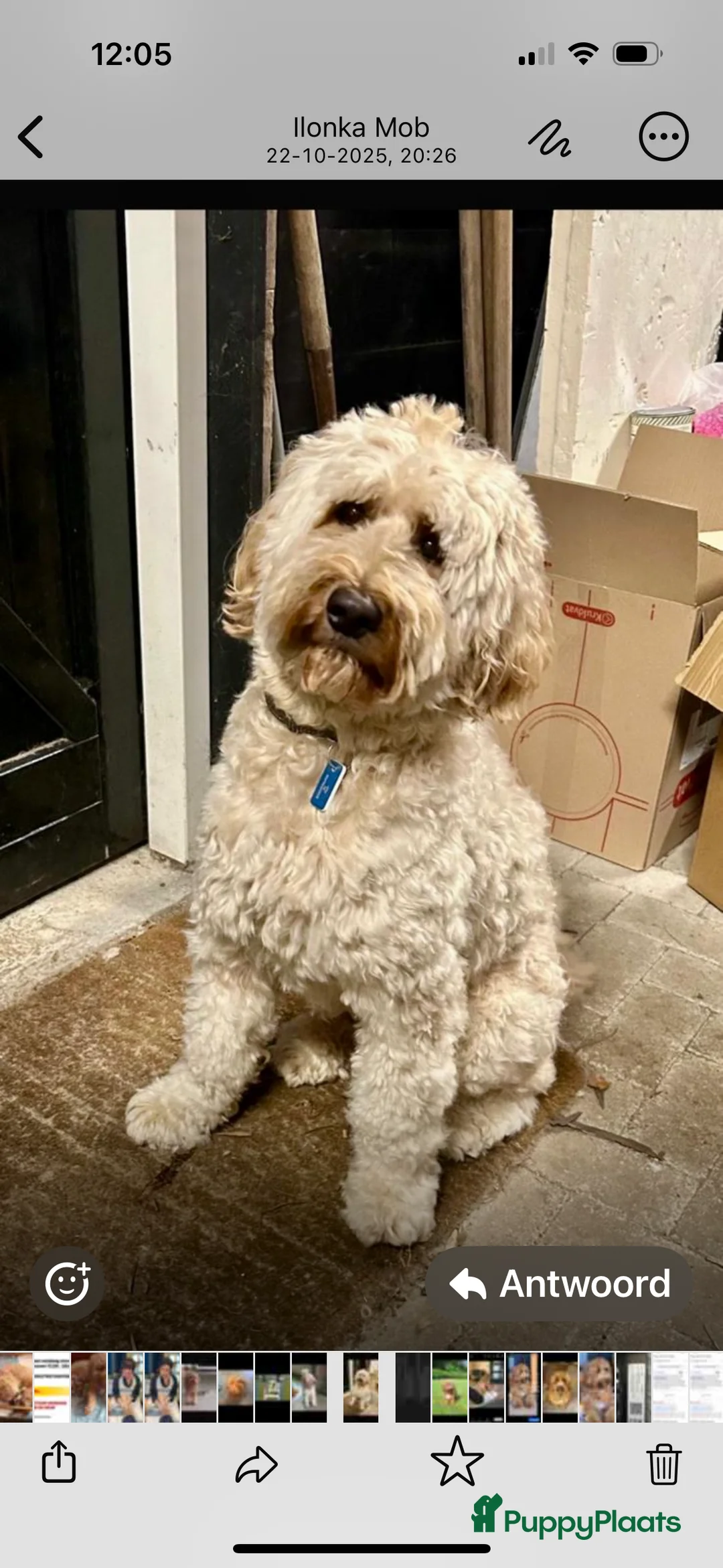 Australian Labradoodle honden te koop: Australian labradoodle (medium) - Advertentie 5