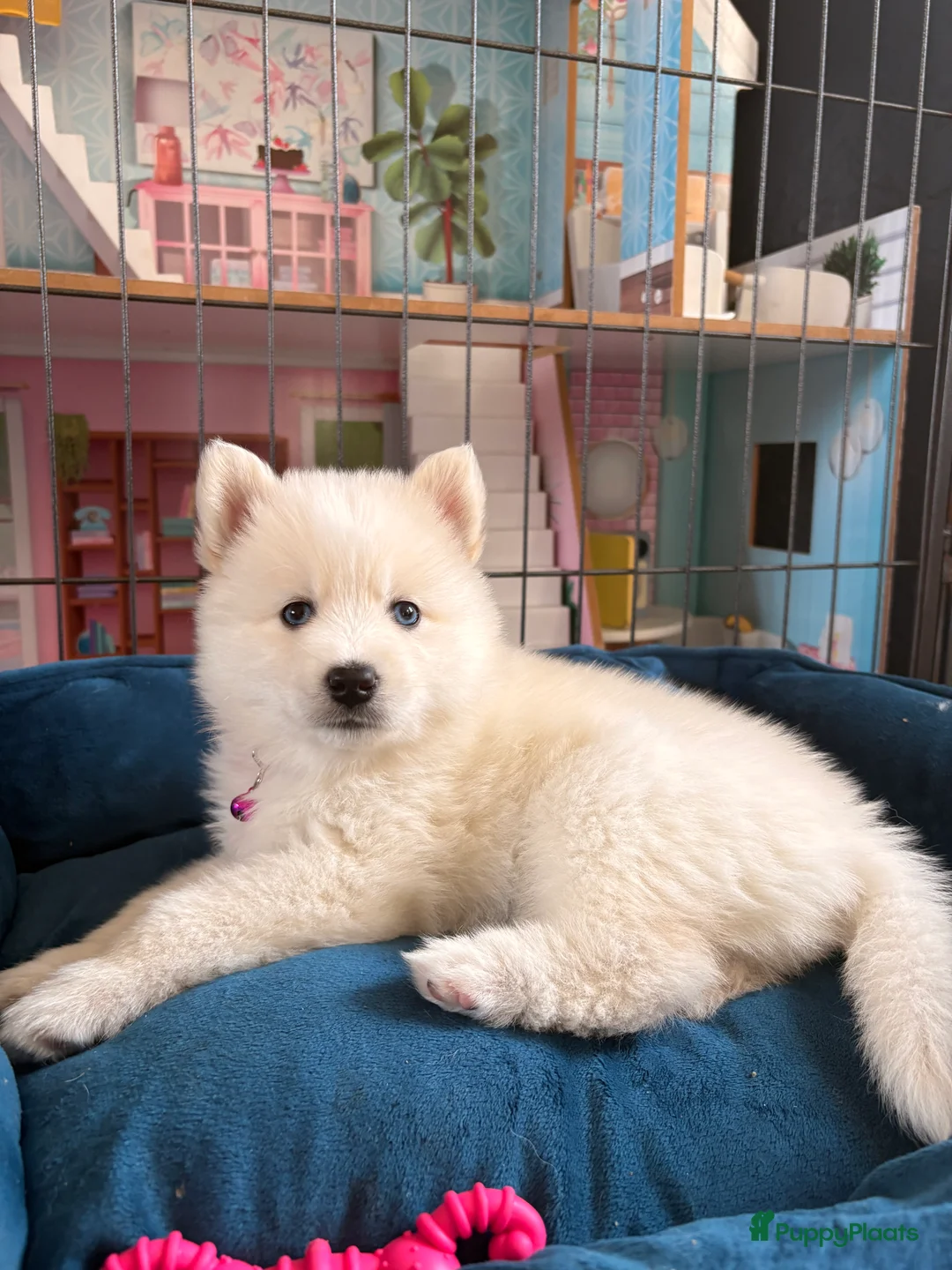 Pomsky honden te koop: Pomsky pups te koop –blauwe ogen–nog 1 beschikbaar - Advertentie 9