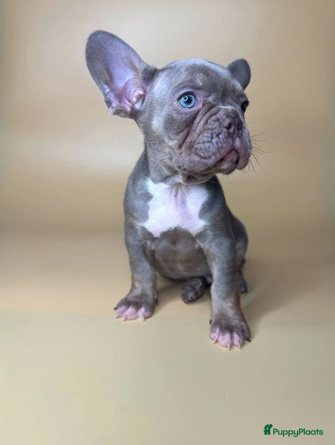 Franse Bulldog honden te koop: Franse Bulldog pupps - Advertentie 2