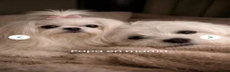 Maltezer honden te koop: Mini Maltezer  - Advertentie 3