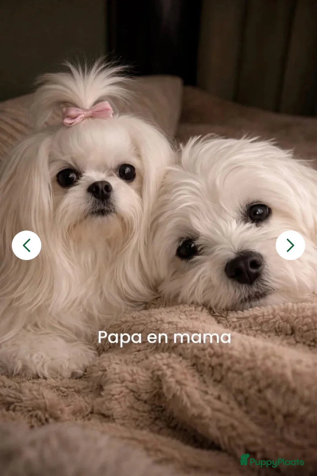 Maltezer honden te koop: Mini Maltezer  - Advertentie 3
