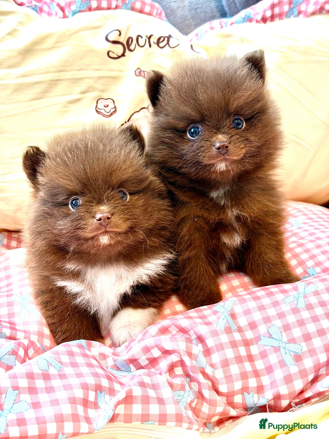 Pomeriaan honden te koop: Choco pomeranian pomeriaan pups te reserveren - Advertentie 10