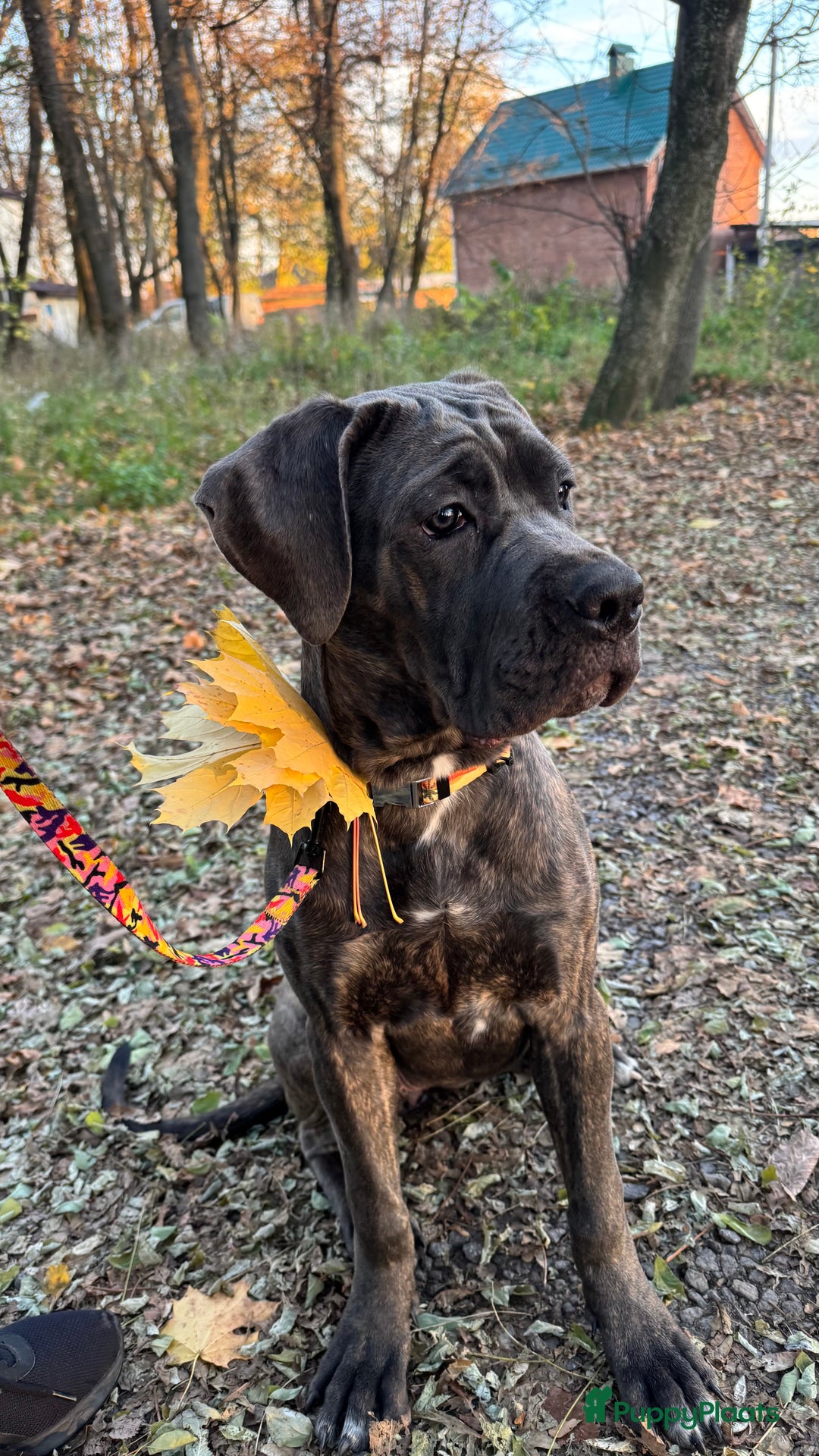 Cane Corso honden te koop: Trained Cane Corso puppies - Advertentie 6