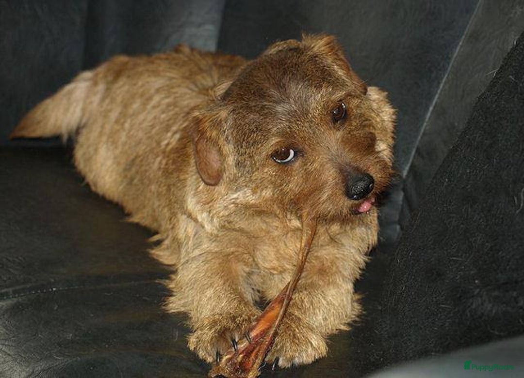 Norfolk Terriër honden te koop: Te koop 2 herplaats Norfolk teefjes - Afbeelding 1