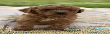 Labradoodle 1