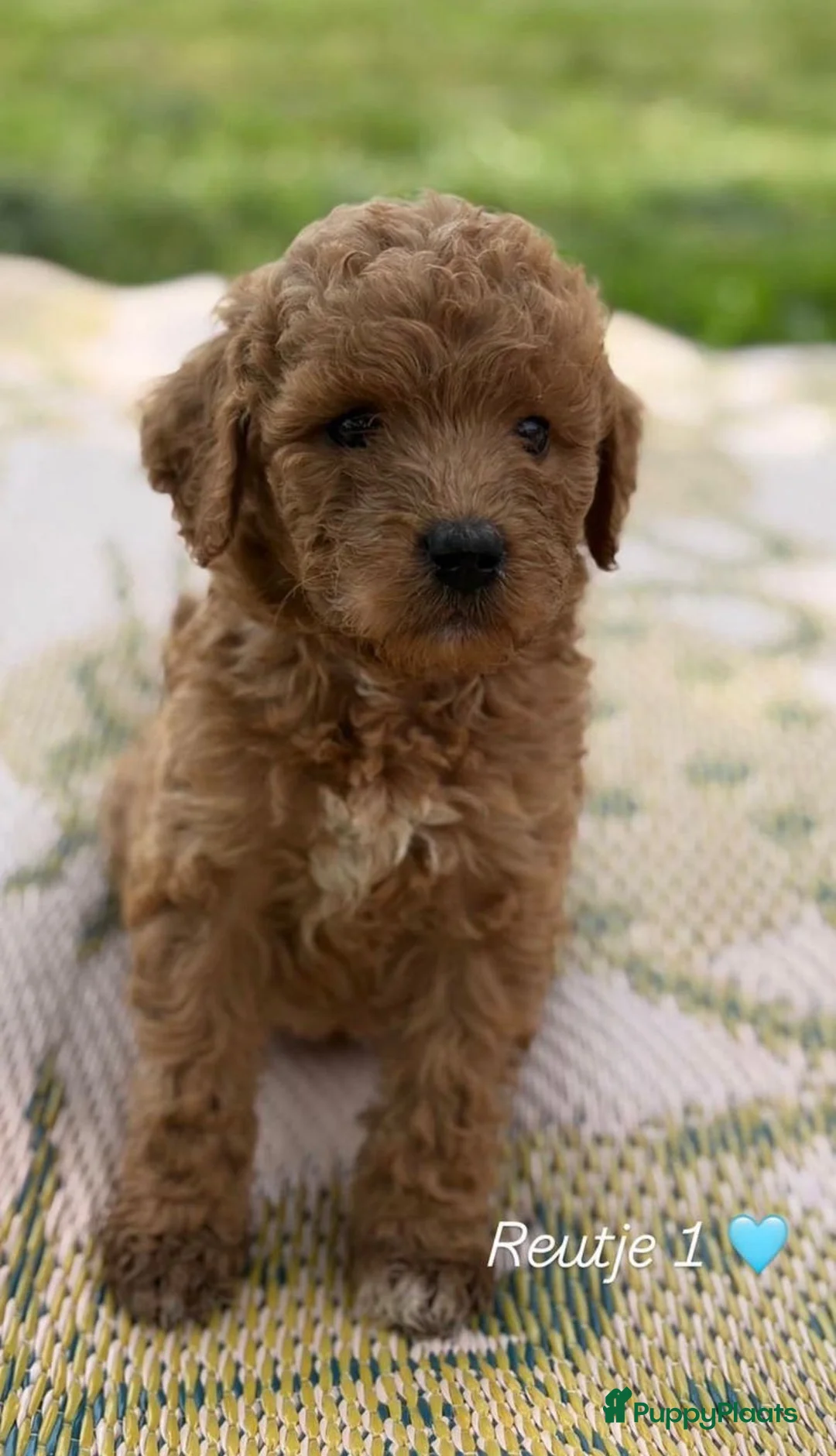 Labradoodle honden te koop: Lieve, mooie Labradoodle pups - Advertentie 9