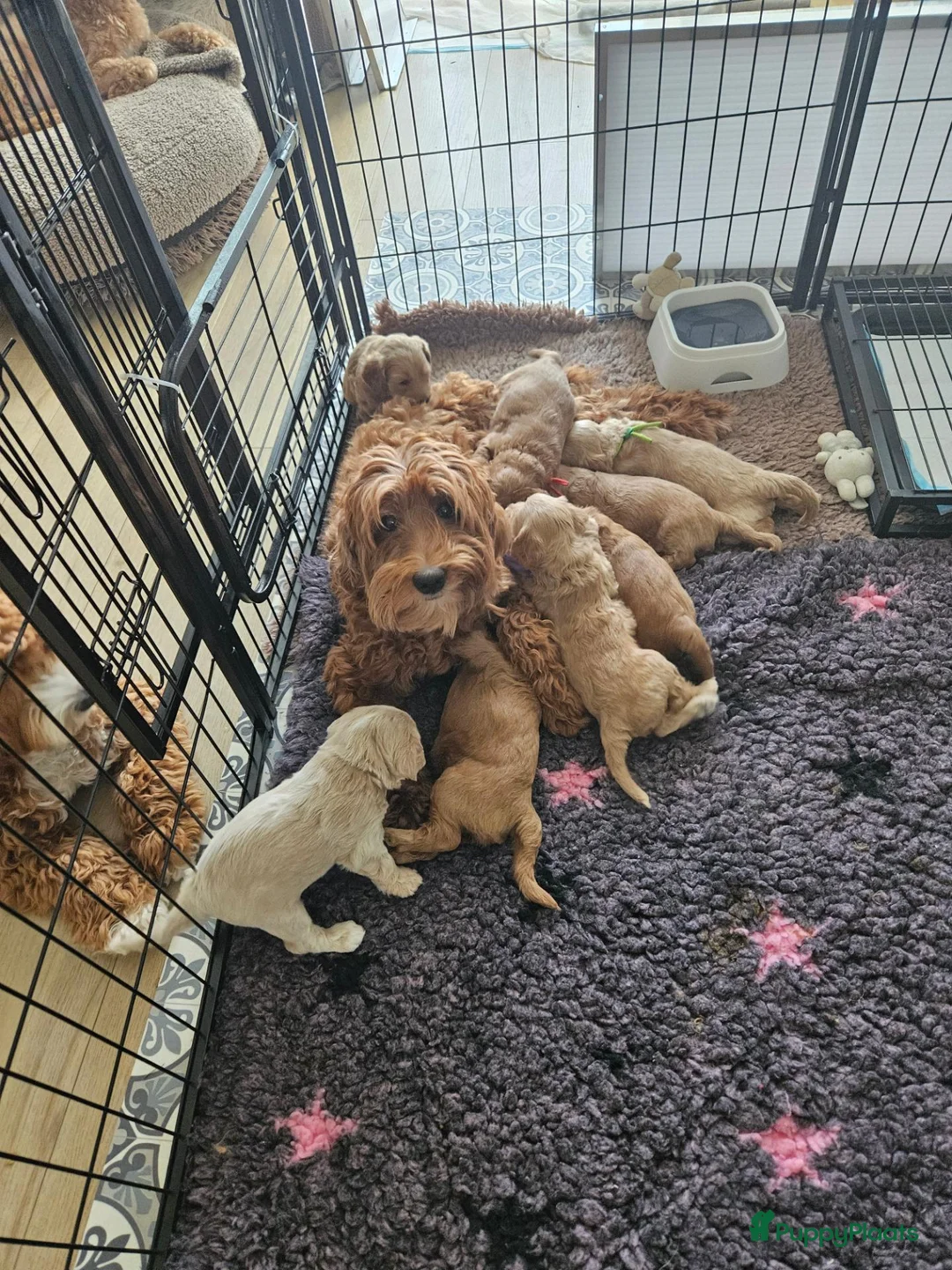 Australian Labradoodle honden te koop: Gastgezin gezocht voor teefje  - Advertentie 1