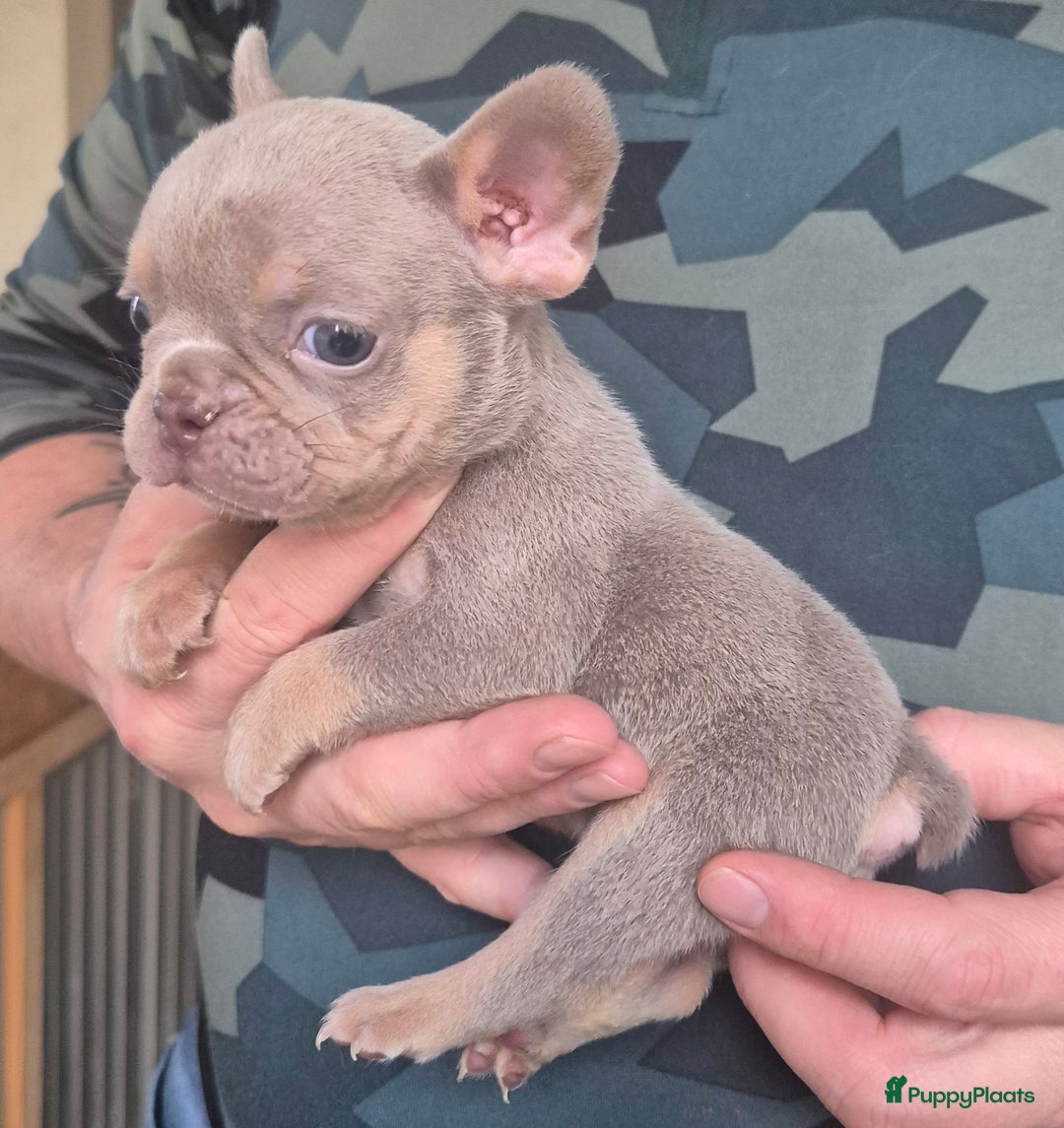 Franse Bulldog honden te koop: Fransebulldog pup - Advertentie 2