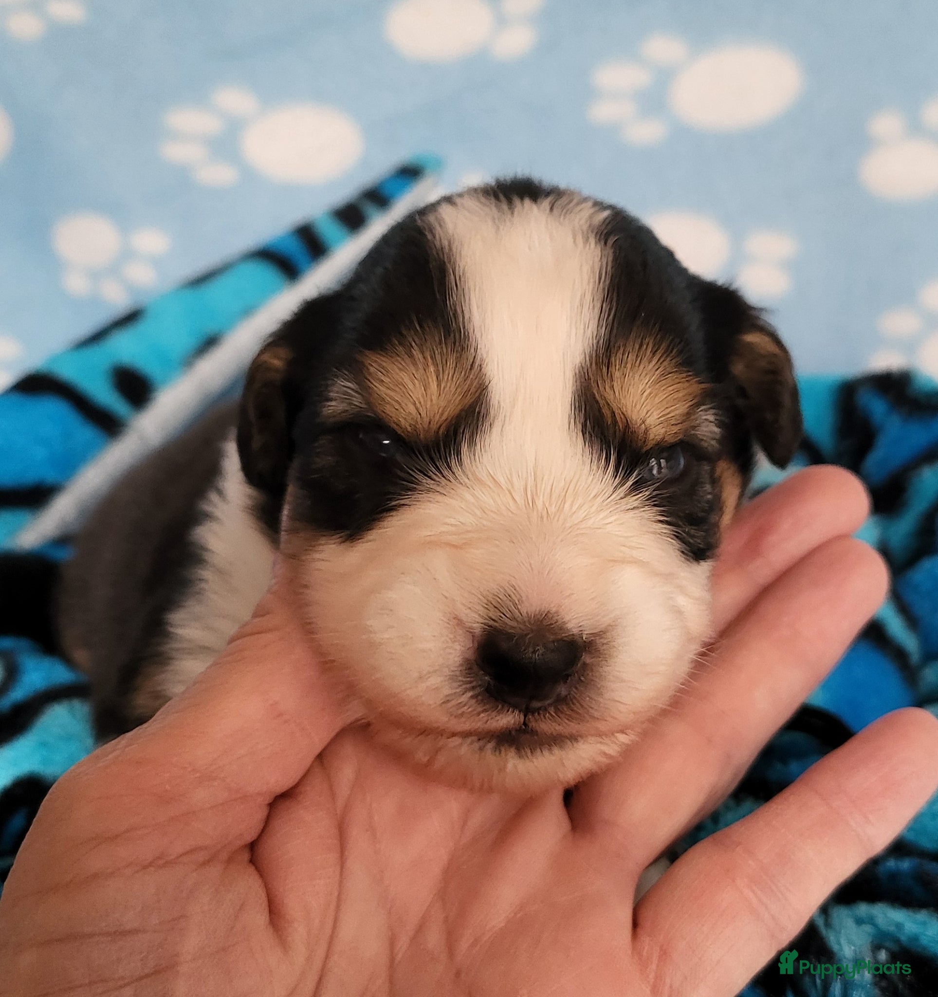 Australian Shepherd honden Australian Shepherd pupje met FCI stamboom - Advertentie 1