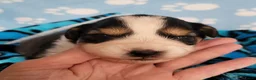 Australian Shepherd honden te koop: Australian Shepherd pupje met FCI stamboom - Advertentie 1