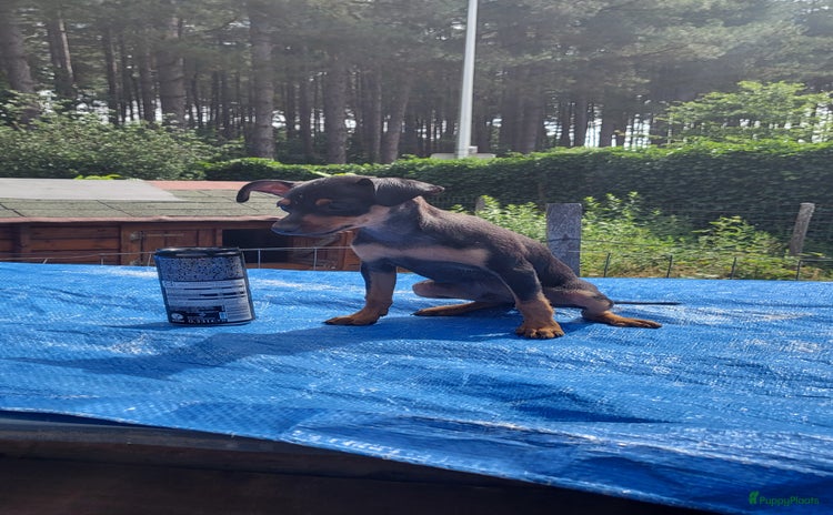 Dwergpinscher honden - Advertentie 13