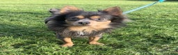 Chihuahua honden ter dekking: Grijze chihuahua Dekreu in Gendt - Advertentie 3