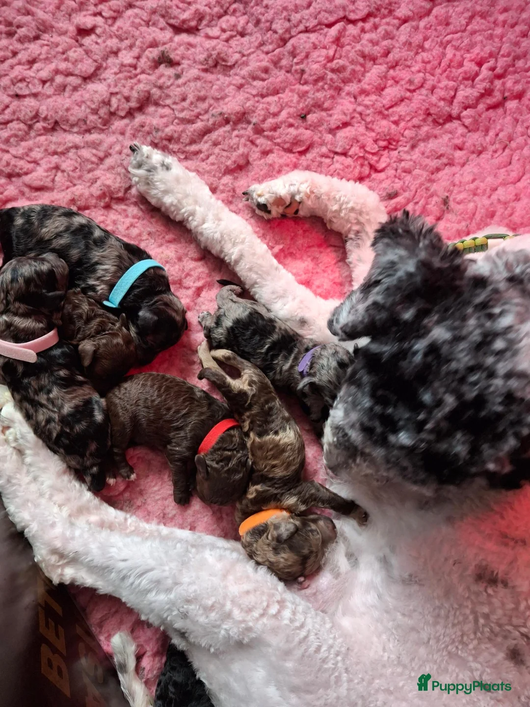 Labradoodle honden te koop: Mooie mini labradoodle puppies  - Advertentie 2