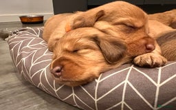 Kruising honden te koop: Bijzonder mooie combi: Toller X Teckel kruising, - Afbeelding 13
