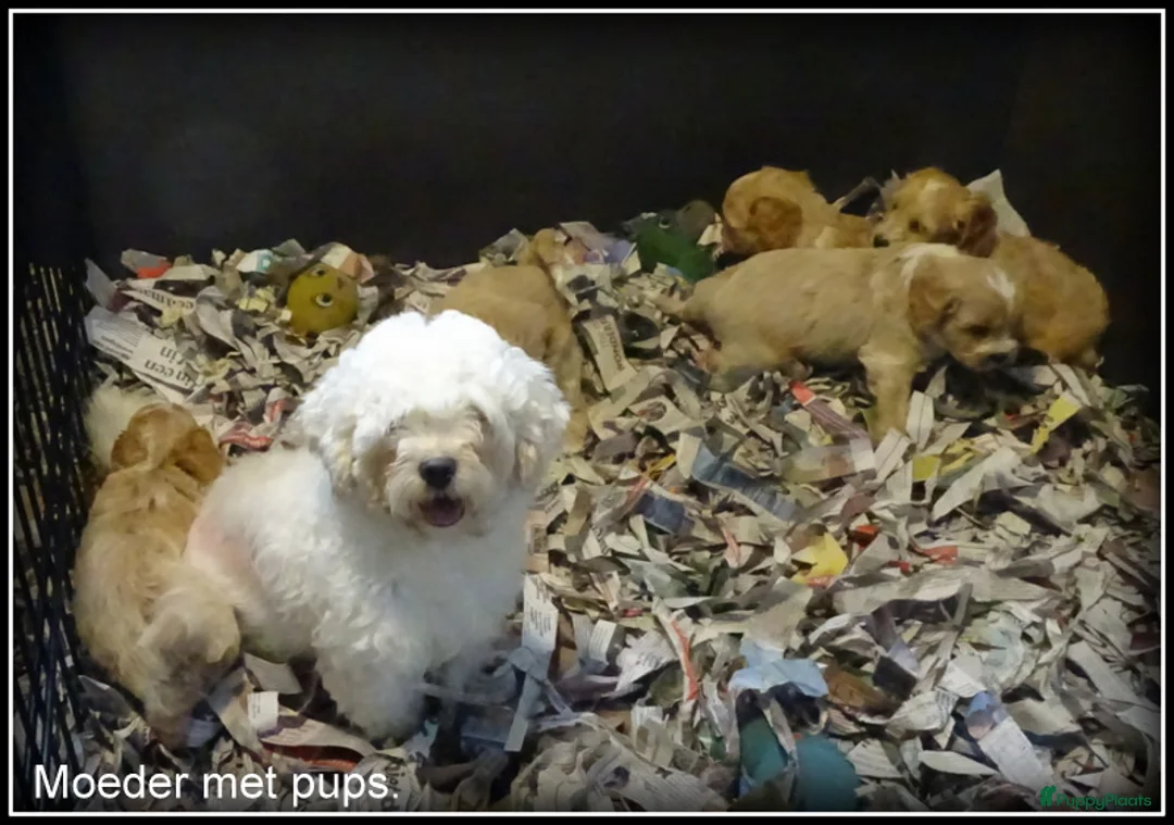 Maltipoo honden te koop: Maltipoo pup reutje - Advertentie 3