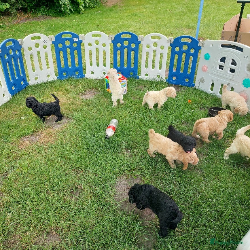 Labradoodle honden Prachtige Labradoodle pups beschikbaar - Advertentie 2