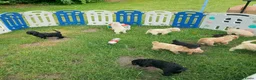 Labradoodle honden te koop: Prachtige Labradoodle pups beschikbaar in Oude Pekela - Advertentie 2