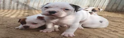 Amerikaanse Bulldog honden te koop: Prachtige Amerikaanse bulldog pups met stamboom - Advertentie 9