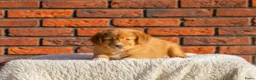 Kruising honden te koop: Super gesocialiseerde Toller x Austrlian shepherd  - Advertentie 8