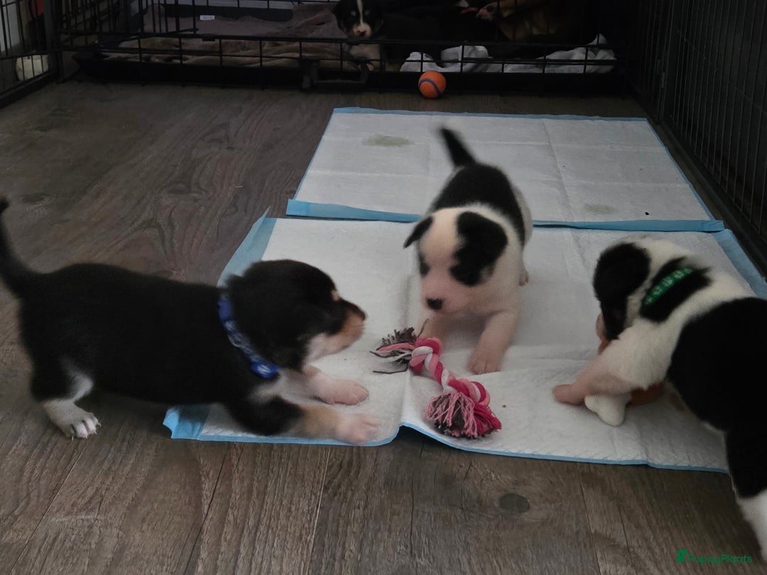 Kruising honden te koop: Kruising X Husky pups! Super mooi en leuk! - Advertentie 9