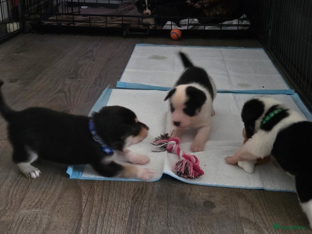 Kruising honden Kruising X Husky pups! Super mooi en leuk! - Advertentie 1