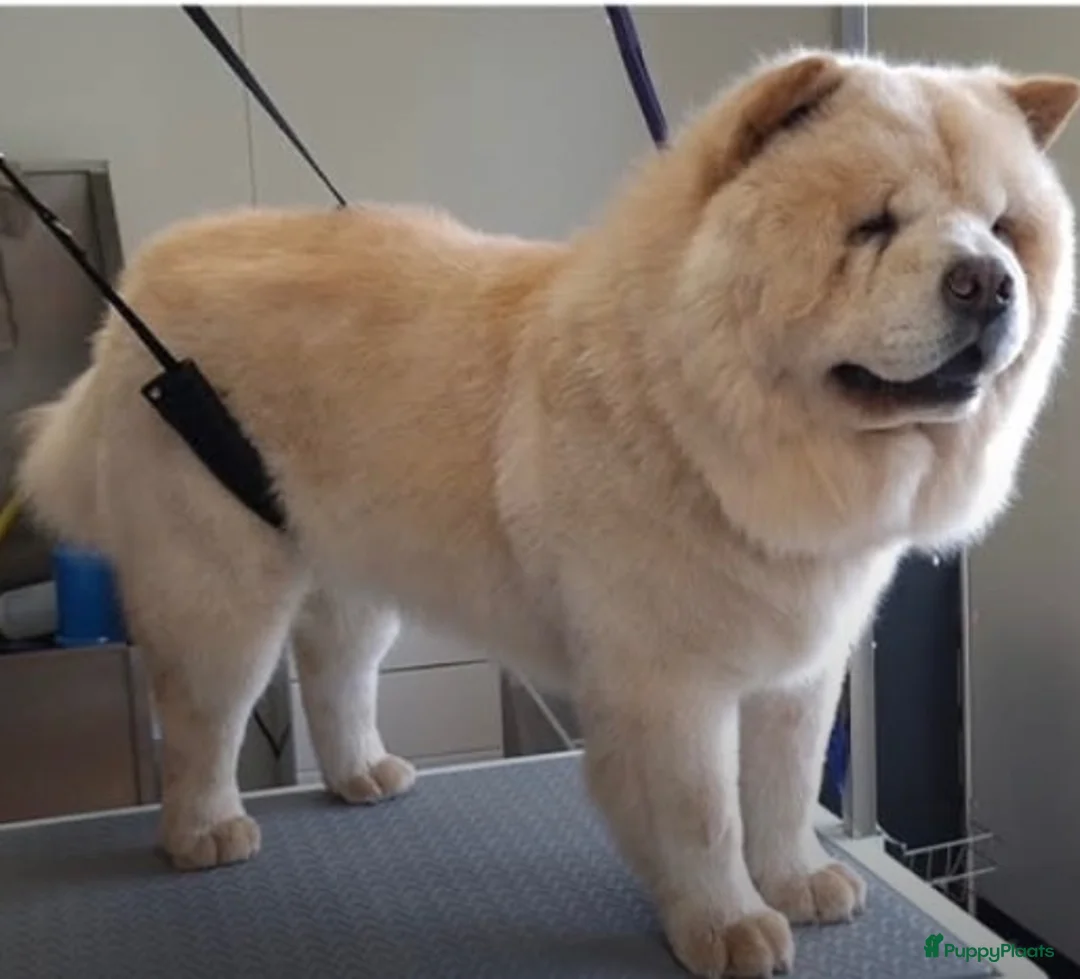 Chow Chow honden te koop: Teefje puppy zoekt warm huis met liefde - Advertentie 1