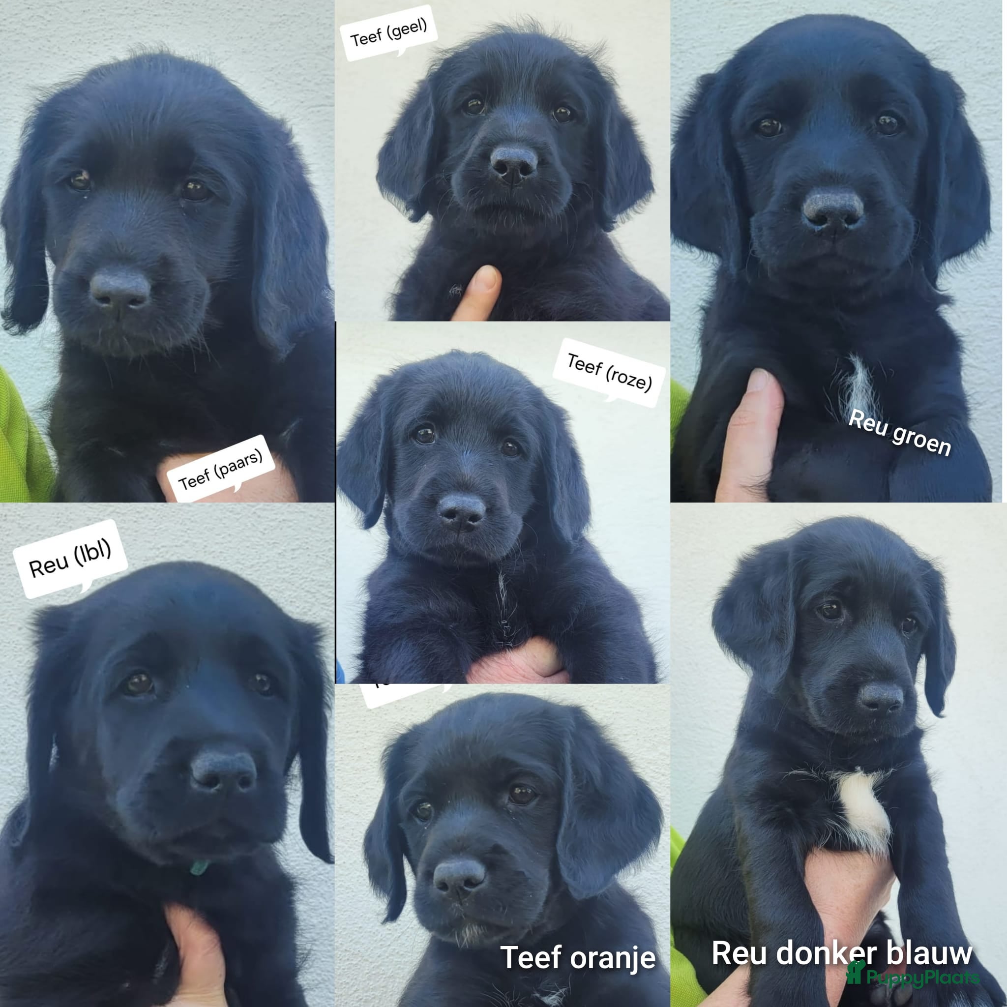 Labradoodle honden 🐶 Mooie Labradoodle pups F1 mogen weg rond 1 mei! - Advertentie 1