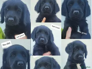 Labradoodle honden 🐶 Mooie Labradoodle pups F1 mogen weg rond 1 mei! - Advertentie 7