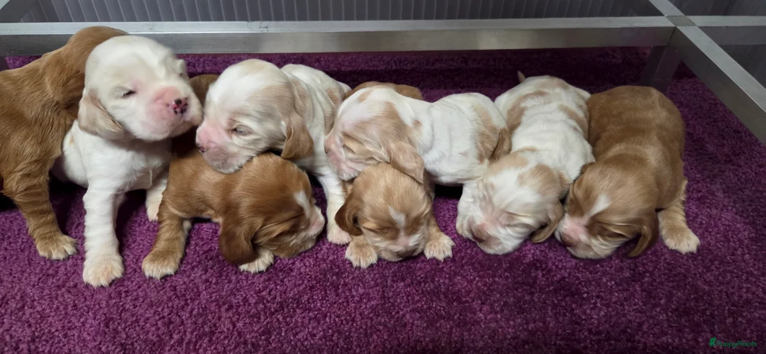 Engelse Cocker Spaniel honden te koop: Engelse Cockerspaniel pups met Stamboom  - Advertentie 15