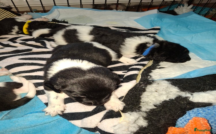 Friese Stabij honden - Advertentie 3