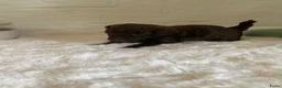 Poedel Toy honden te koop: 3 prachtige toy poedels  - Advertentie 22