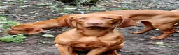 Vizsla korthaar honden te koop: Kortharige Hongaarse Vizsla-pups - Advertentie 18