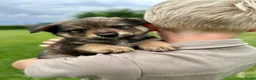 Kruising honden te koop: Pup Eurasiër / Herdermix - Advertentie 6