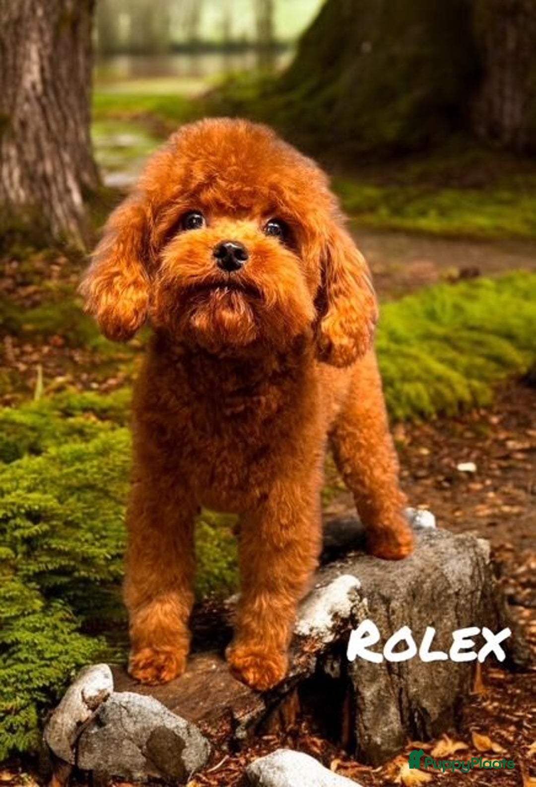 Poedel Toy honden ter dekking: kleine toy poedel dekreu donker rood rocky - Afbeelding 1