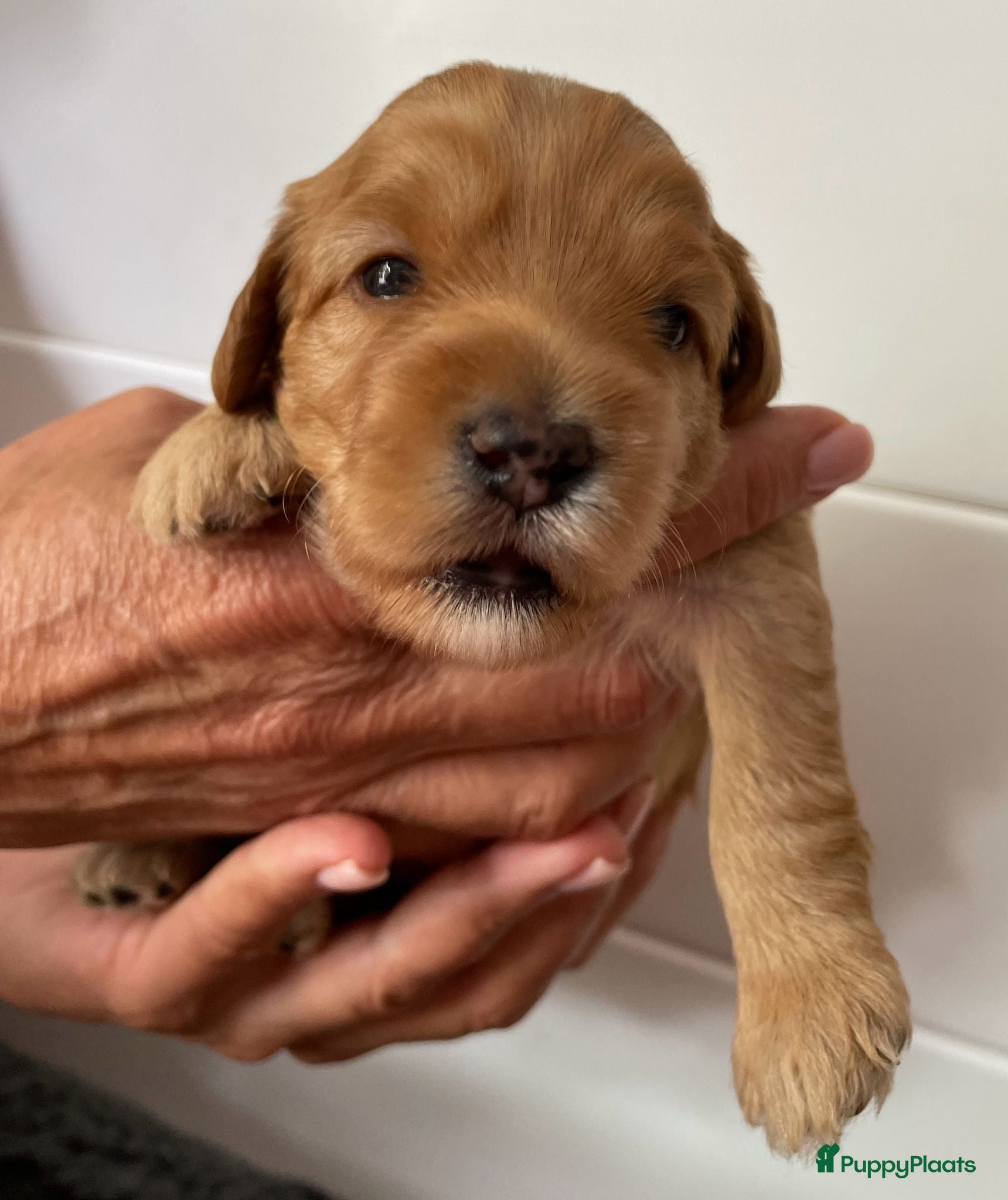 Australian Labradoodle honden te koop: Nestje Australian Labradoodles mini - Advertentie 9