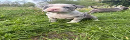 American Staffordshire Terriër honden te koop: Mooie merle-staffordpups - Advertentie 5