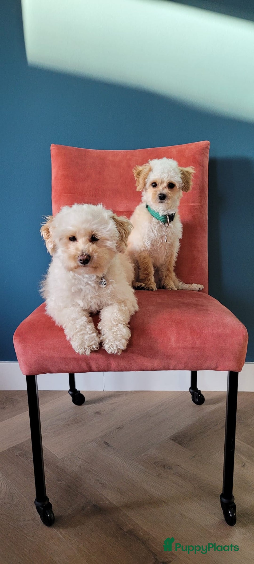 Maltipoo honden ter dekking: Toypoedel/Maltipoo dekreu, grote knuffelkont🥰 - Advertentie 15