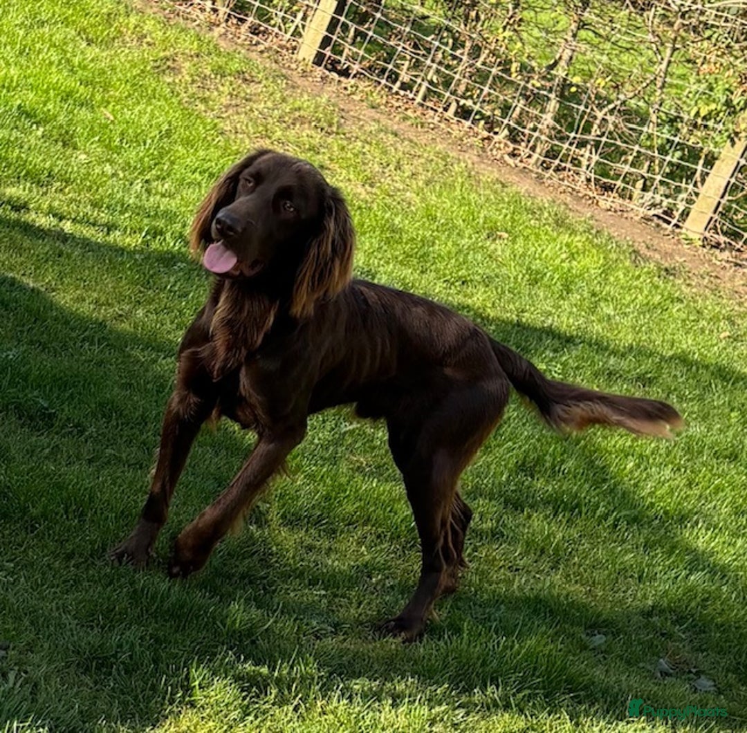 Duitse Staande Hond Langhaar honden te koop: Duitse staande langhaar pups  in Maastricht - Afbeelding 11