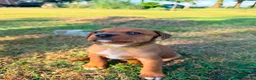 Kruising honden te koop: Mooie en lieve kruising gezinshonden (pups) in Weerselo - Advertentie 18