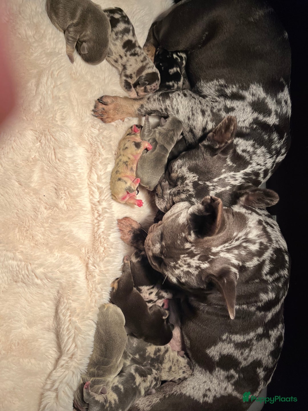 Franse Bulldog honden te koop: Franse Bulldog pups Lionheart Bloodline België  - Advertentie 11