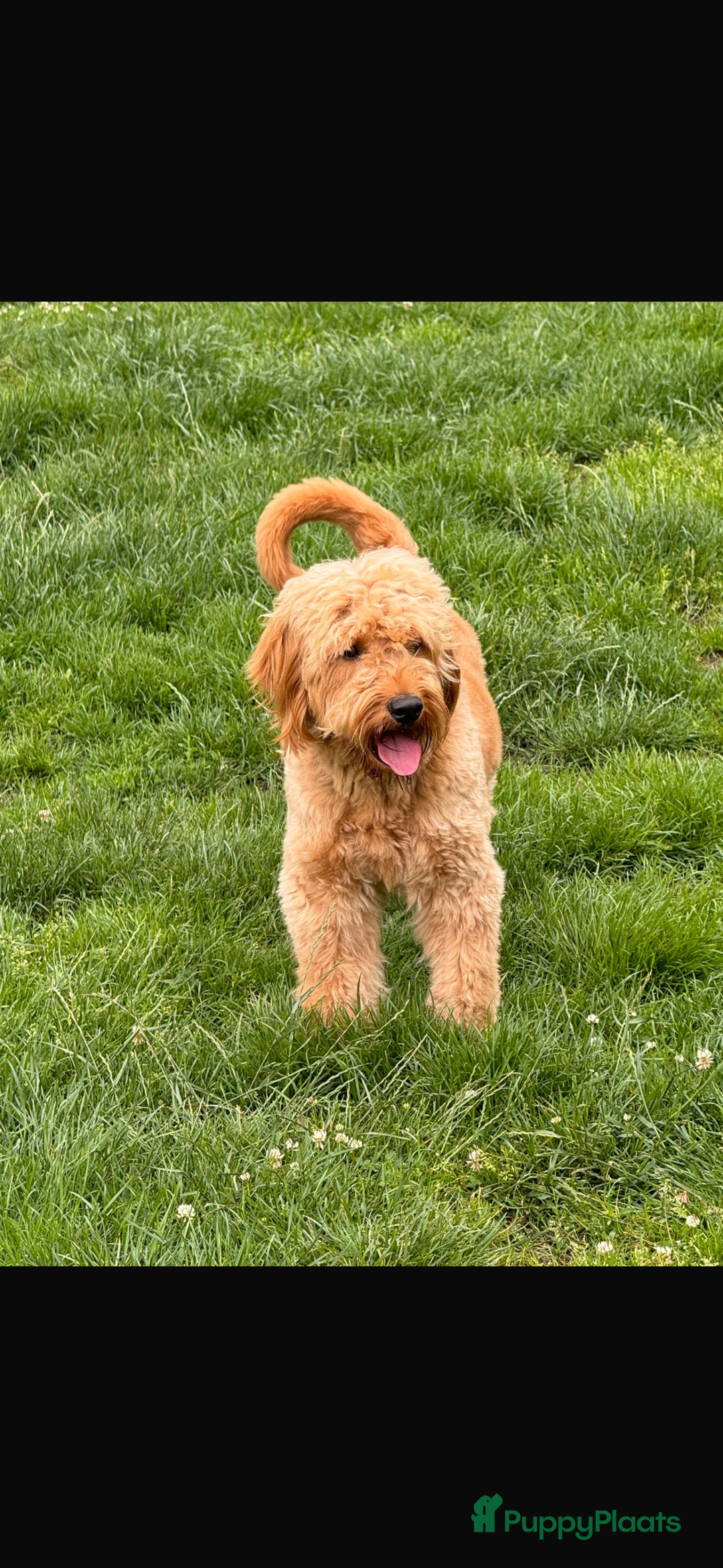 Kruising honden te koop: PRACHTIGE GOLDENDOODLE MINI REUTJE - Advertentie 6