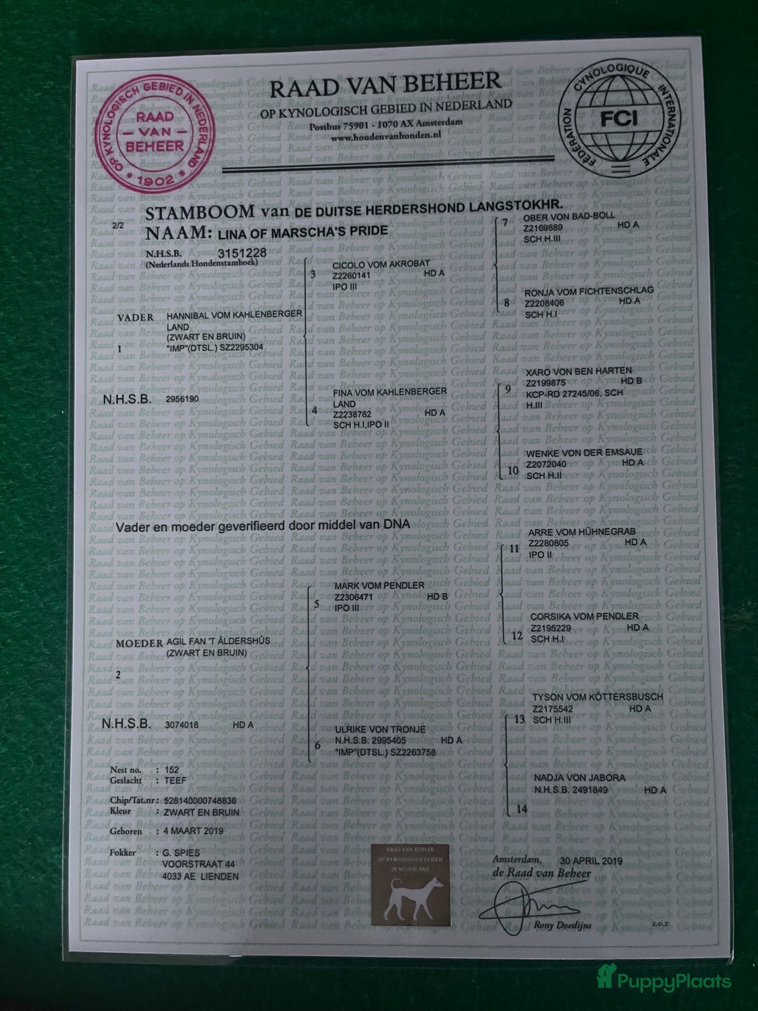 Kruising honden te koop: Lieve duitse herder x border collie pups - Advertentie 17