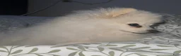 Pomeriaan honden te koop: Pomerian Te Koop in Amsterdam - Advertentie 3