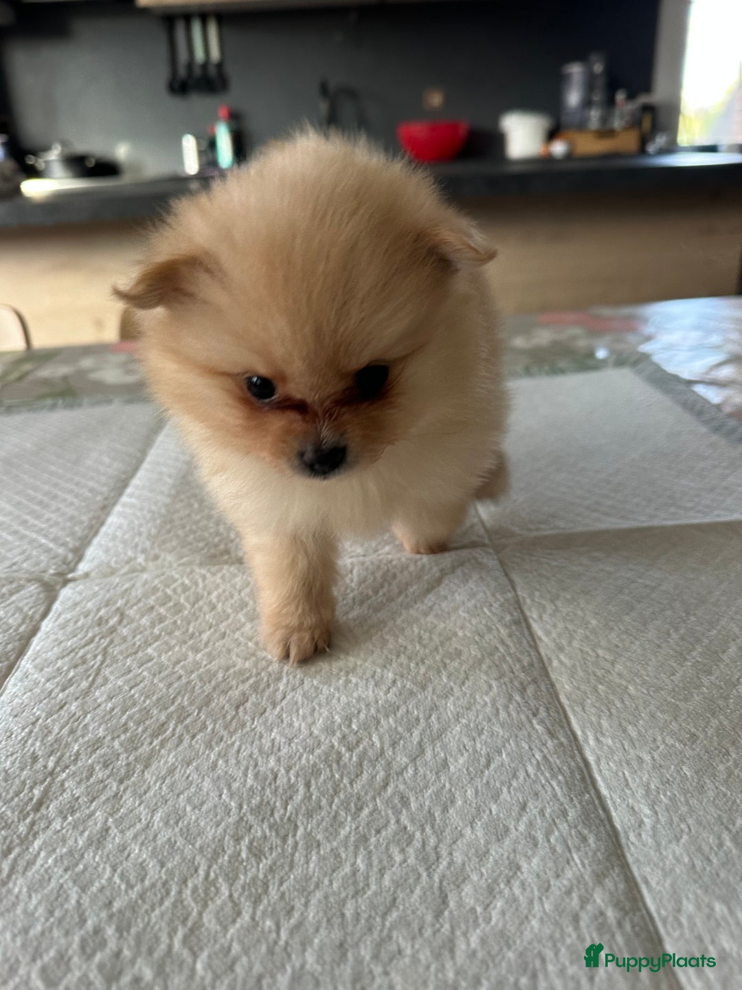 Pomeriaan honden te koop: Pomeriaan puppy’s  - Advertentie 7