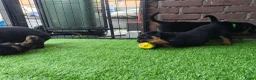 Rottweiler honden te koop: 8 Rottweiler pups. - Advertentie 18