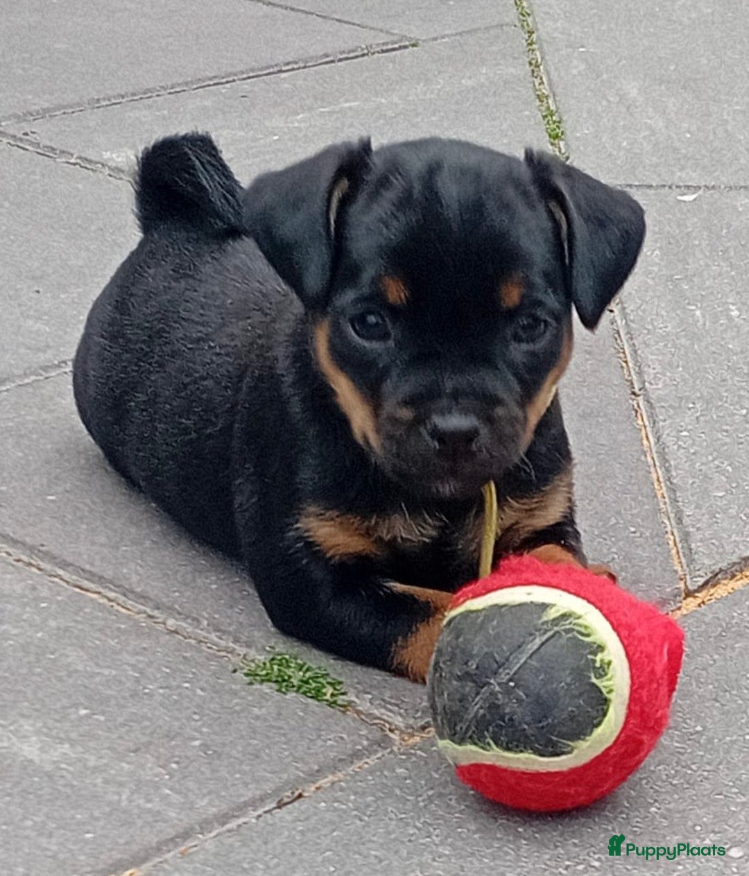 Dwergpinscher honden te koop: Carlin Pinscher Puppy’s te koop - Afbeelding 17