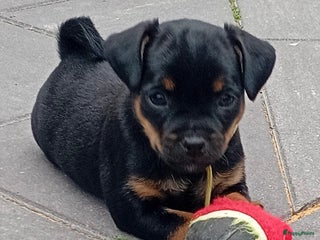Dwergpinscher honden Carlin Pinscher Puppy’s te koop - Advertentie 4